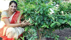 నారింజ రుచితో జామపండ్లు సృష్టించిన రైతమ్మ!