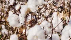 ఎవరికీ పట్టని అన్నదాత ఆవేదన!