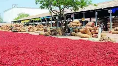 AP మిర్చి రైతుకు మధ్యేమార్గ పరిష్కారం