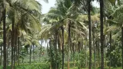 కొబ్బరిలో కేరళను వెనక్కి నెట్టిన కర్ణాటక, తమిళనాడు