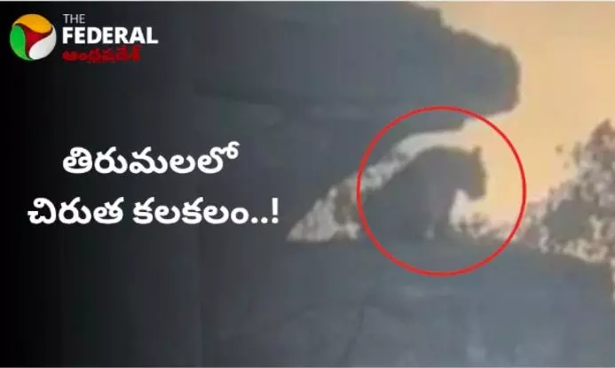 Leopard Spotted At Tirumala || తిరుమలలో చిరుత కలకలం..!