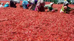 రైతులకు కన్నీరు మిగిల్చిన ‘కారం’ పంట