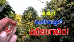 మన్యం మారేడుమిల్లిలో ఎర్రబంగారం!