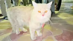 PET CAT | పెంపుడు పిల్లి లొల్లి,పోలీసు స్టేషనుకు చేరిన వివాదం