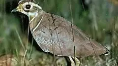 Kalivi kodi | ఈ పిట్టను పట్టినా, కనిపెట్టినా కోట్లే!