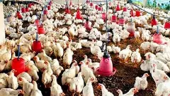 ఏపీలో బర్డ్‌ఫ్లూ విజృంభణ..ఓ వ్యక్తికి వ్యాధి నిర్థారణ