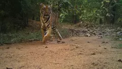 Telangana |కవ్వాల్ అభయారణ్యానికి ఆడపులి వలస,కెమెరాట్రాప్ చిత్రం లభ్యం