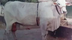 ఒంగోలు గిత్తపై గుజరాతీ వ్యాపారం: చంద్రబాబు చూపిస్తారా సత్తా?