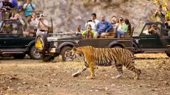 Kawal Jungle Safari |అభయారణ్యం అద్భుత అందాలు,సఫారీ రైడ్ చేద్దాం రండి