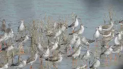 వలస పక్షుల మనసు తెలుసుకోరా?