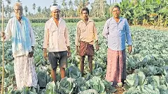 గిట్టుబాటు ధరా లేదు, పట్టించుకునే దిక్కూ లేదు!