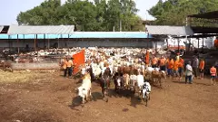 హైదరాబాద్ లో  గోవుల కోసం అపార్ట్‌ మెంట్‌!