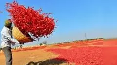 మిర్చి రైతుల మేలుకేనా జగన్, బాబు లడాయి!