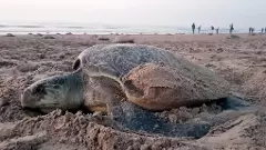 ఒడిశా బీచ్ కు తరలివచ్చిన లక్షలాది ఆలివ్ రిడ్లే తాబేళ్లు