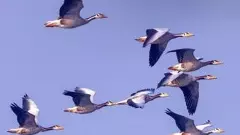 హైదరాబాద్‌లో పక్షుల కిలకిల రావాలు @ 195 జాతుల 67వేల పక్షులు