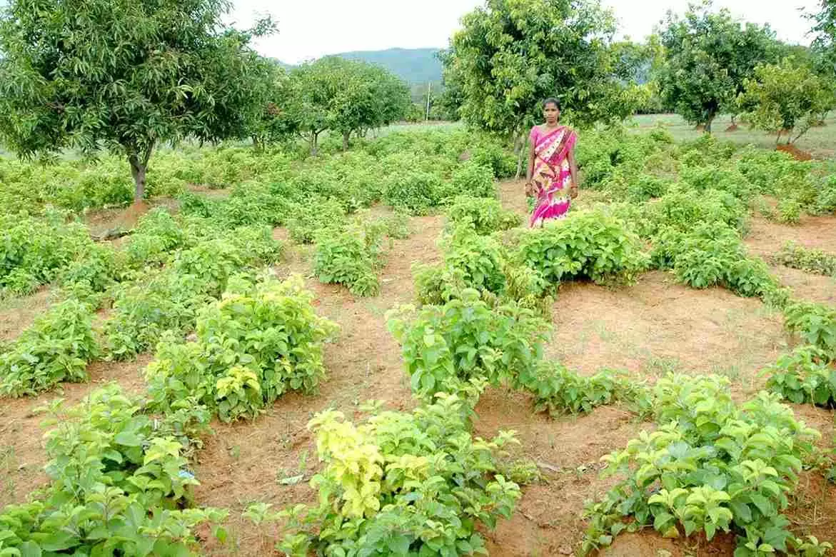 డి.వాని పెంట పంచాయితీలోని చెంచుగూడెంలో నన్నారి నర్సరీ డి.వాని పెంట పంచాయితీలోని చెంచుగూడెంలో నన్నారి నర్సరీ