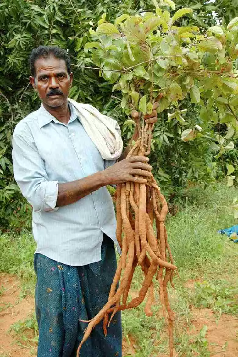 బలంగ పెరిగిన నన్నారి వేర్లు, రైతు పులి శంకరయ్య బలంగ పెరిగిన నన్నారి వేర్లు, రైతు పులి శంకరయ్య