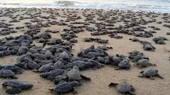 కూర్మాల కుంభ మేళా!