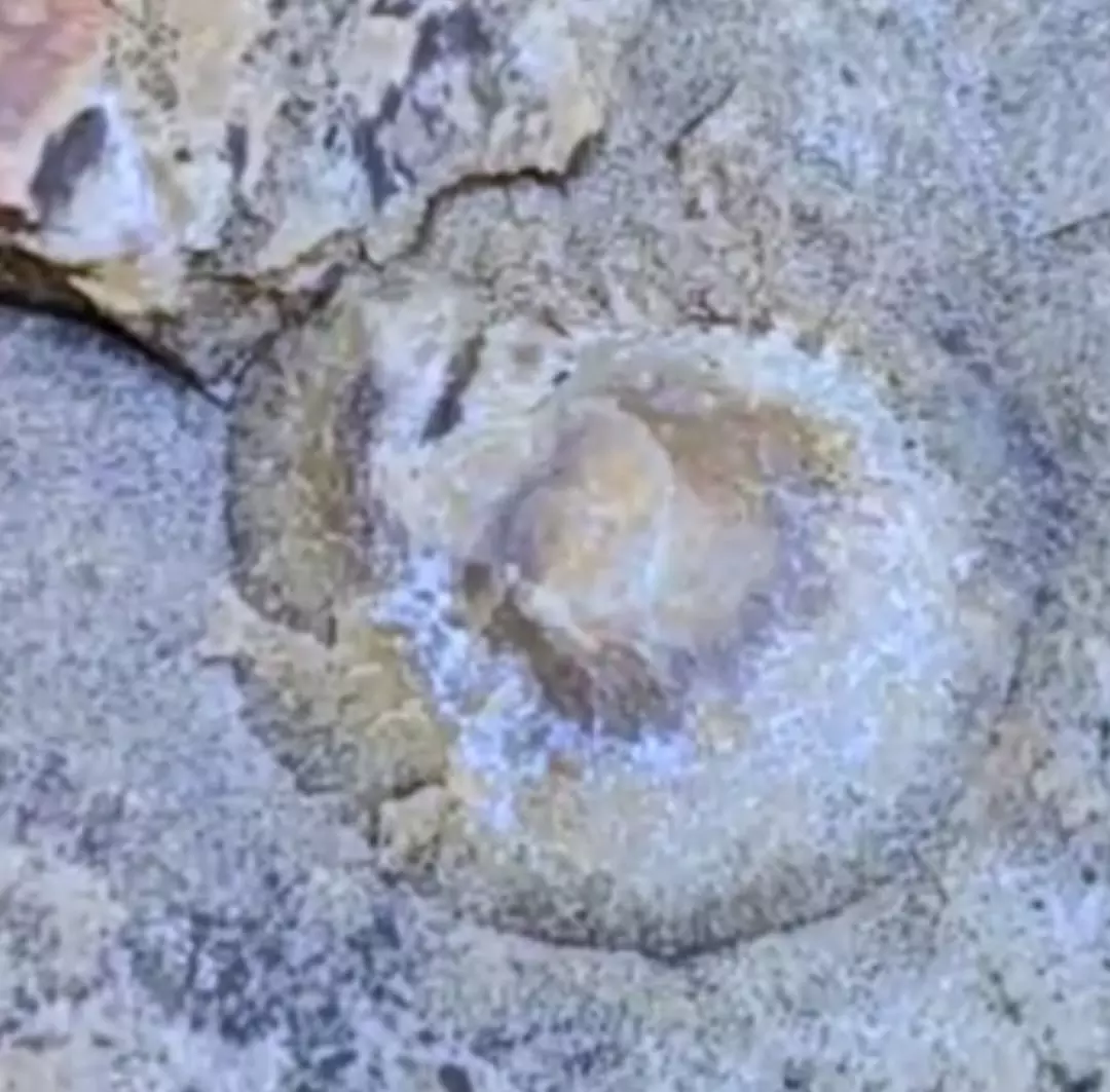 తిరుపతి కొండల్లో సముద్రపు శిలాజాలు