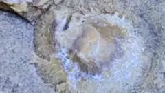 తిరుపతి కొండల్లో సముద్రపు శిలాజాలు