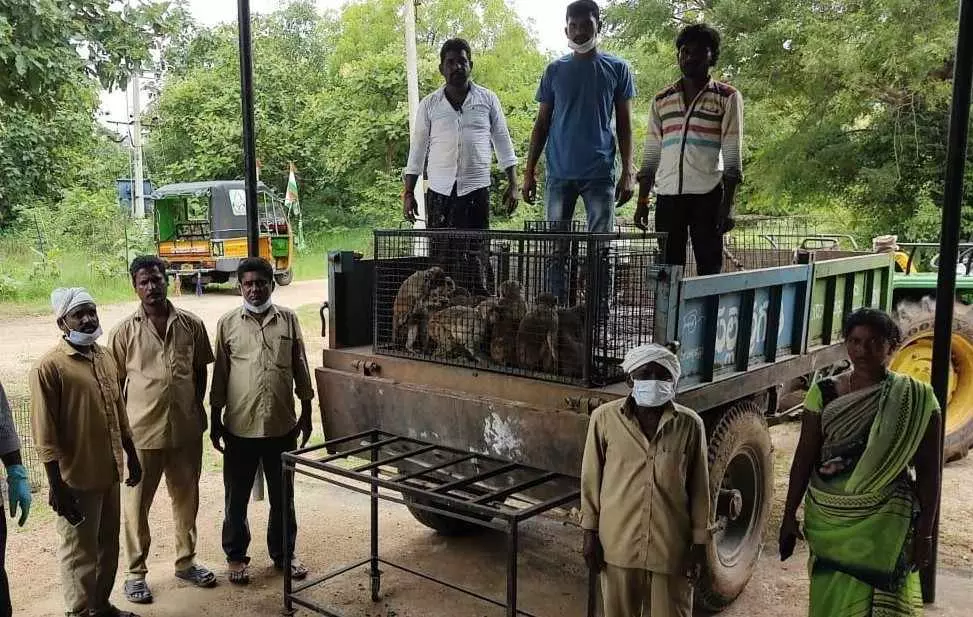 తెలంగాణ పల్లెల్లో 3 కోట్ల కోతుల సంచారం,ఈ బెడద నివారించేదెన్నడు?