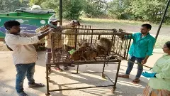 1500 కోతుల కు.ని ఆపరేషన్లకు రూ.3 కోట్ల ఖర్చు