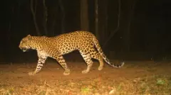 తిరుపతి జనావాసాల్లోకి చిరుత పులులు ఎందుకు వస్తున్నాయి?