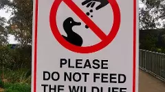 అడవిలో జంతువులకు ఆహారం అందిచడం ‘దయ’ కాదు డేంజర్...