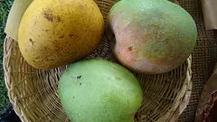 మామిడి రైతుల్లో ఎందుకీ ఆందోళన