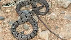 తిరుమల కొండమీద శ్రీలంక సర్పాలు