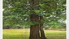 శేషాచలం కొండల్లో ‘ఎర్రబంగారం’