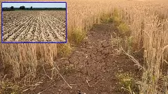 యాసంగిలో బోర్ల కింద వరి సాగేమిటి ?