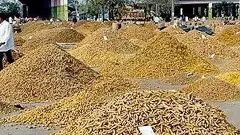 కేంద్ర బోర్డు వచ్చినా పసుపు పంటకు గిట్టుబాటు ధర ఏది?