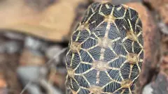 ఇది ఇండియన్ స్టార్ టార్టాయిస్ కష్టాల కథ