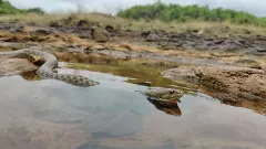 పాముకాటు ఘటనలు 50 శాతానికి తగ్గించేందుకు కార్యాచరణప్రణాళిక