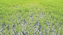 ఉత్తర తెలంగాణ అన్యాయమై పోతాంది, ఆదుకోండి:  బిఎస్ రాములు