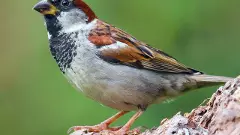 కనుమరుగవుతున్న మనిషి మహానేస్తం