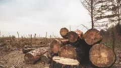 తెలంగాణలో అడవులు మాయం...