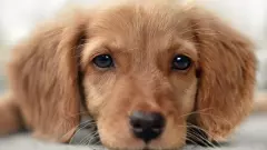 మీరు కుక్కను పెంచుకోవాలనుకుంటున్నారా, ఈ విషయాలు తెలుసుకోండి!