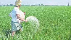 రైతు జీవితాన్ని దెబ్బతీస్తున్న రసాయన ఎరువులు