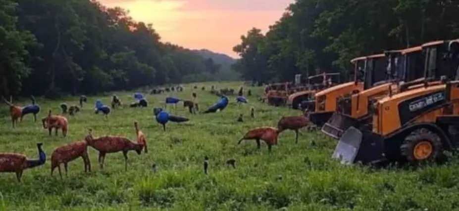 అడవులకు కూడా నియమాలు ఉంటాయని నేను విన్నాను!
