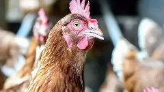 ఆంధ్రలో చిన్నారికి బర్డ్‌ఫ్లూ.. చికెన్ తినడంపై రేకెత్తుతున్న సందేహాలు