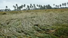 వడగండ్ల వర్షంతో అన్నదాతలకు తీరని నష్టం