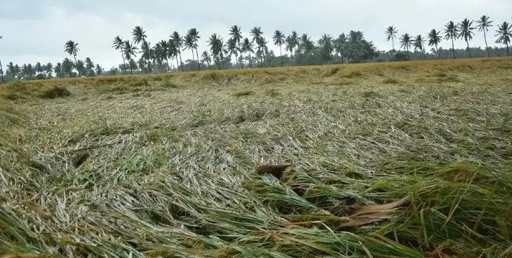 వడగండ్ల వర్షంతో అన్నదాతలకు తీరని నష్టం