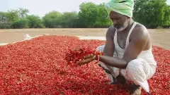 మిర్చి పంటను పొలంలోనే వదిలేస్తున్నారు!