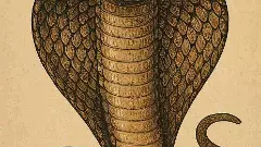 నాగపాము పడగ మీద రత్నం మొలుస్తుందా