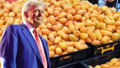 తెలంగాణ మామిడి రైతులపై ట్రంప్ దెబ్బ