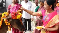 తిరుమల గోశాలలో వందలాది గోవులు చనిపోయాయా?