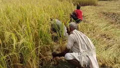 మా ఊరిలో నేను