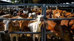 టీటీడీ గోశాల గోవుల మృతి, నిజమా,రాజకీయమా?